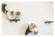 Load image into Gallery viewer, Cat Wall Steps, Set of 3 -  9&quot;x9&quot; Square
