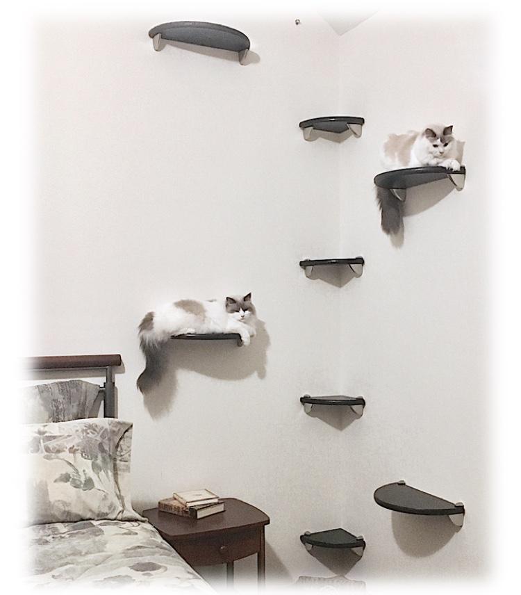Purrfectly Catastic, cat cats kitten kitty modern contemporary wall mount mounted indoor shelf shelves shelving step steps stairs bed corner condo tower hammock house perch perches furniture climbing handcrafted tree trees tower towers wave modular wood w